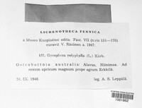 Umbilicaria polyphylla image